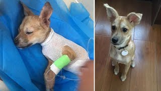 Everyone Had Given Up On This Adorable Puppy, But One Woman Changed Everything by videoinspirational 954 views 2 years ago 1 minute, 55 seconds