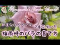 【バラの育て方】河本バラ園のばらと邪道なロマママの梅雨時のバラの育て方　2番花咲いた　＃剪定　#ばら