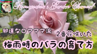 【バラの育て方】河本バラ園のばらと邪道なロマママの梅雨時のバラの育て方　2番花咲いた　＃剪定　#ばら