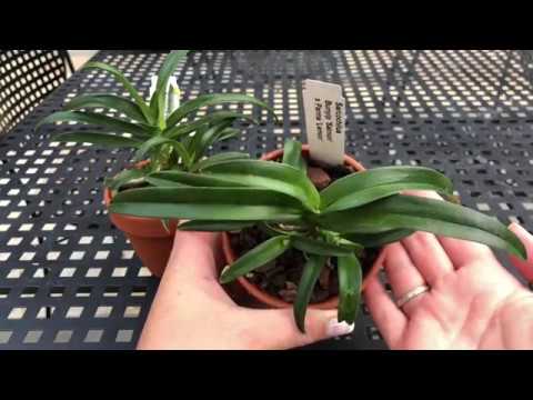 Video: Orchid: Hemvård