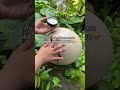 baret ilang tanpa drama #gloedprotection #gloedscratchremover #penghilangbaret #otomotif #fyp