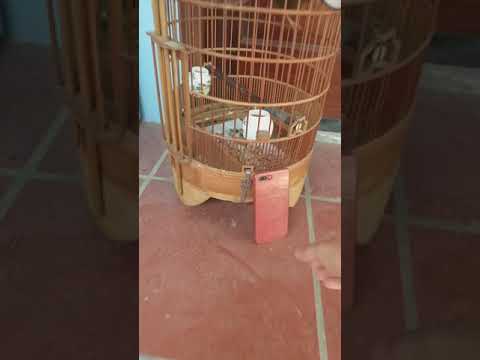 Video Cách nuôi họa mi không có mái với chim thuần - youtube