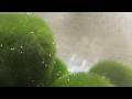 Marimo releasing oxygen bubbles through photosynthesis in a time-lapse video
