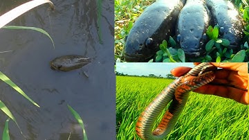 Vũ Cắm câu rắn nước mà nó dính toàn thứ dữ