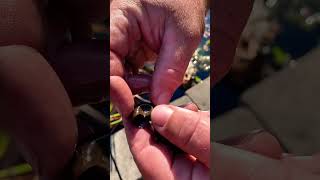 Check out these snails that live in our ponds! They are like little vacuum cleans!