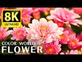 The most beautiful flowers collection 8k ultra  8k tv  relax with the sounds of nature
