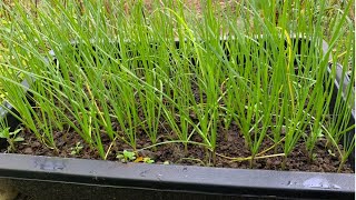 How To Repot Garlic Chive-Growing Garlic Chive from Cutting