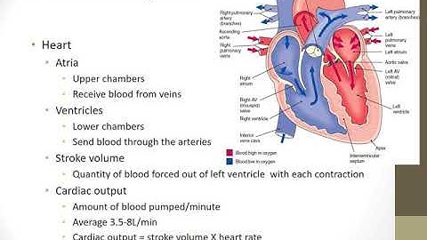 Fundamentals Chapter 39 Oxygenation MP4
