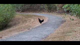 Relaxing Morning Rooster 🐓 Crowing Sounds,  Free Range Rooster Crowing Video screenshot 3