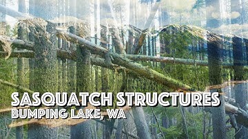 Huge Sasquatch Tree Structures