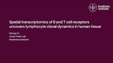 Spatial transcriptomics of B cell and T cell receptors reveals lymphocyte clonal dynamics