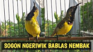 PANCINGAN SOGON MALAS BUNYI || SOGON NGERIWIK BABLAS NEMBAK
