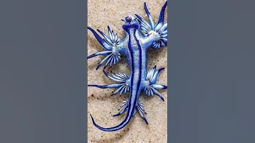 Blue Glaucus a Blue Sea Dragon or an Angel? #shorts