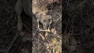Working the land - life of a ples man #viral  #culture  #kepamaya #reels
