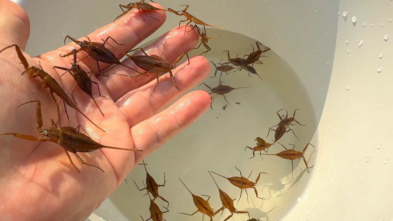 Поймайте и понаблюдайте за редкими водными насекомыми, обитающими в Японии.