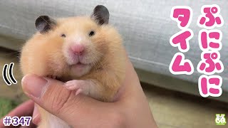 ぬーさま専用 ぬーさまLIFE！ch【ハムスター】 (@nuusama_LIFE) / Posts / X