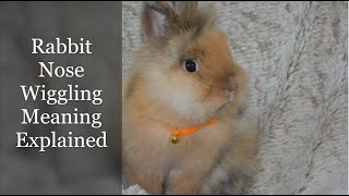 Rabbit Nose Wiggling Meaning Explained