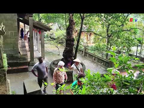 Độc lạ cây