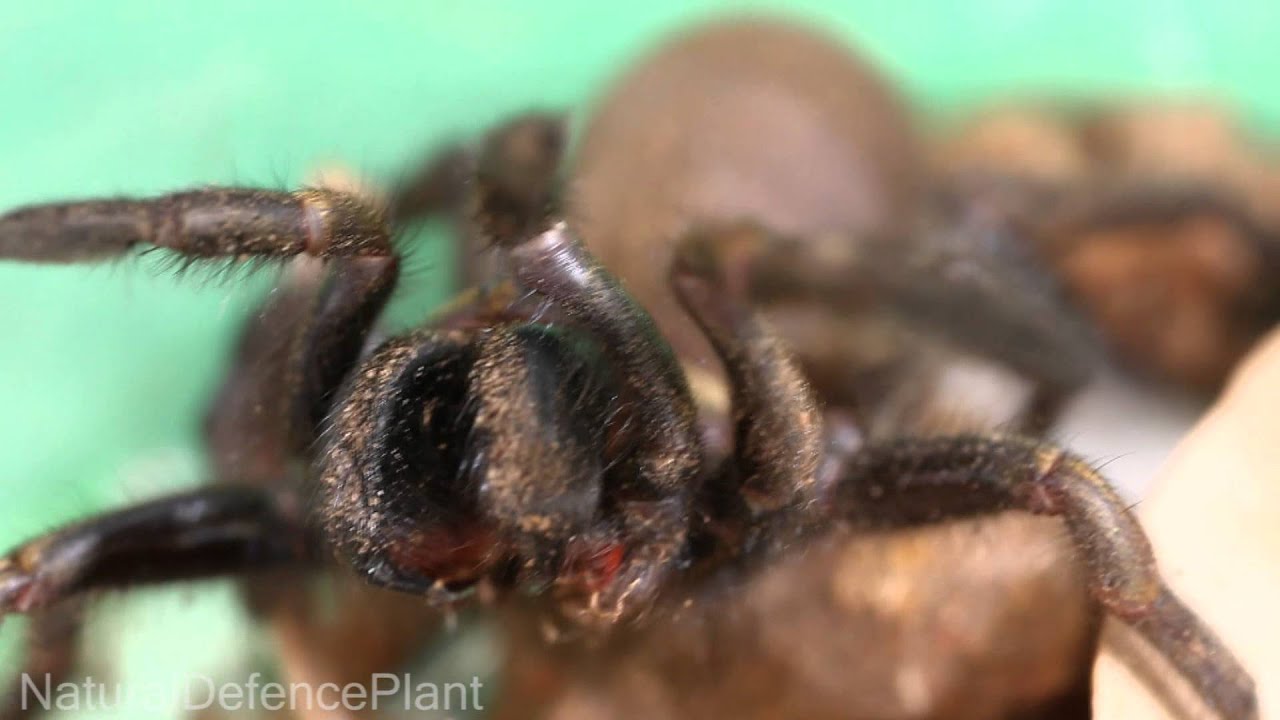 Big Funnelweb Trapdoor spider striking and biting