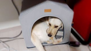 ENG SUB _ Labrador that goes inside a Pomeranian's House. Funny dog video