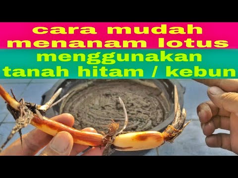 Video: Apakah lotus hitam dicetak ulang?