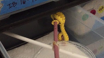 Tease Feeding Baby Green Tree Python (Chondro)