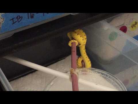 Tease Feeding Baby Green Tree Python (Chondro)