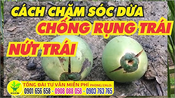 Dừa bị nứt trái - CÁCH KHẮC PHỤC và bón phân phun thuốc hợp lý