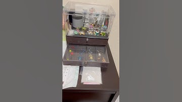 tortoise and turtle @2nd