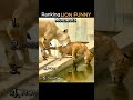 Top 5 Funniest Lion Moments 😂🦁 (Lions Being Hilarious!)