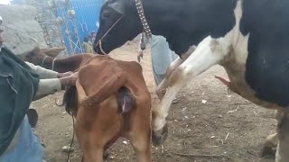 Cow mating