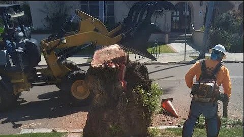 100-year-old pepper trees cut down in Kensington despite neighbor protests