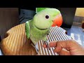 Parrot training tips  tricks  tutu  vutus vlog 52
