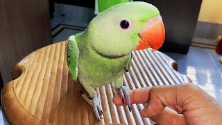 Parrot Training Tips & Tricks || Tutu & Vutu's Vlog #52