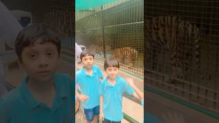 Lahore Zoo || #shorts #zoo #lion #trending