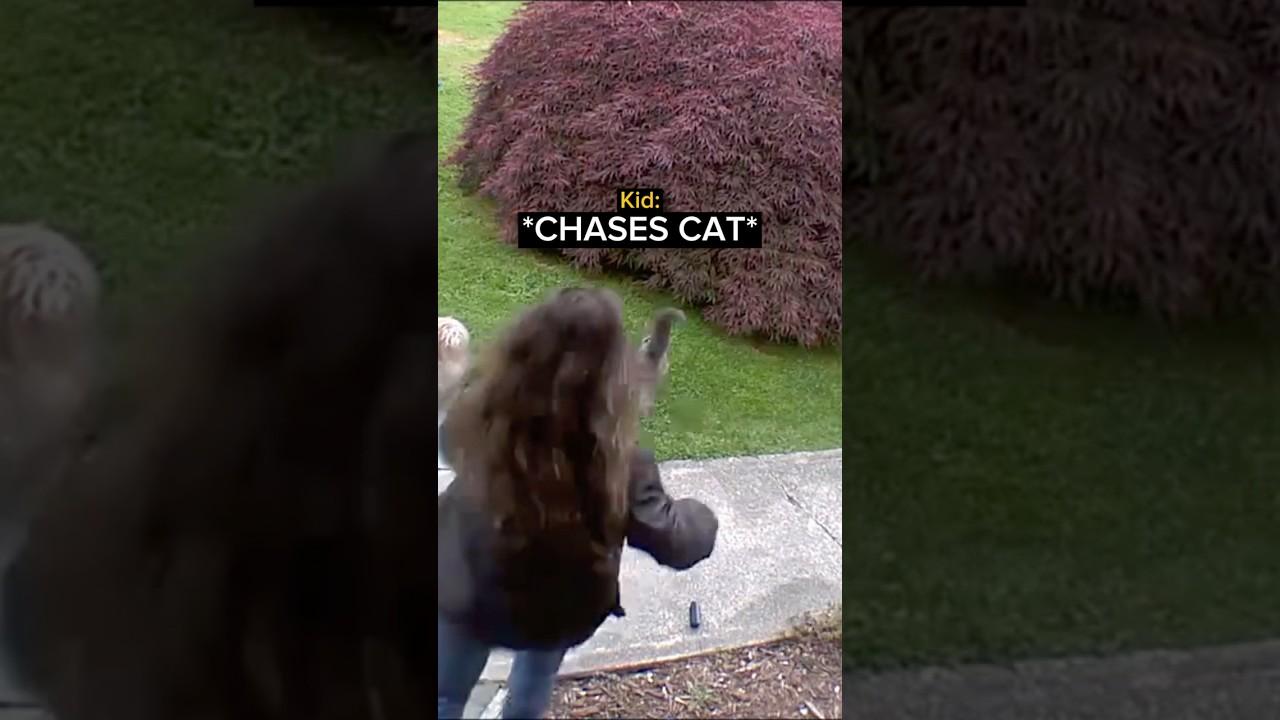 When a Cat Fights Back…