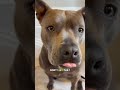 A dog will never forget you so don’t forget them .
