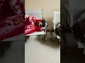 Nursing Student #emargency #pateint #shortvideo