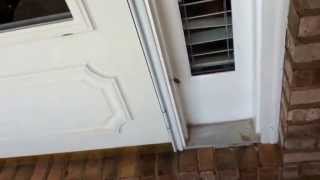 Mating horse flies