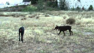 Doberman Cesar and Tara in old football stadium by Basilis Lelos 982 views 10 years ago 1 minute, 2 seconds