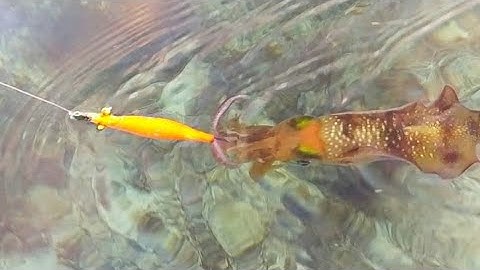 Borong Strike MANCING CUMI-CUMI KEDALAMAN 1/2 METER, HASILNYA LUAR DILUAR DUGAAN 😳