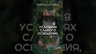 Факты о кошках (Часть 1)