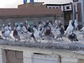 Babo fighter pigeon hazara town quetta 2023  quetta best pigeon  fancy pigeon quetta  kaftar bazi