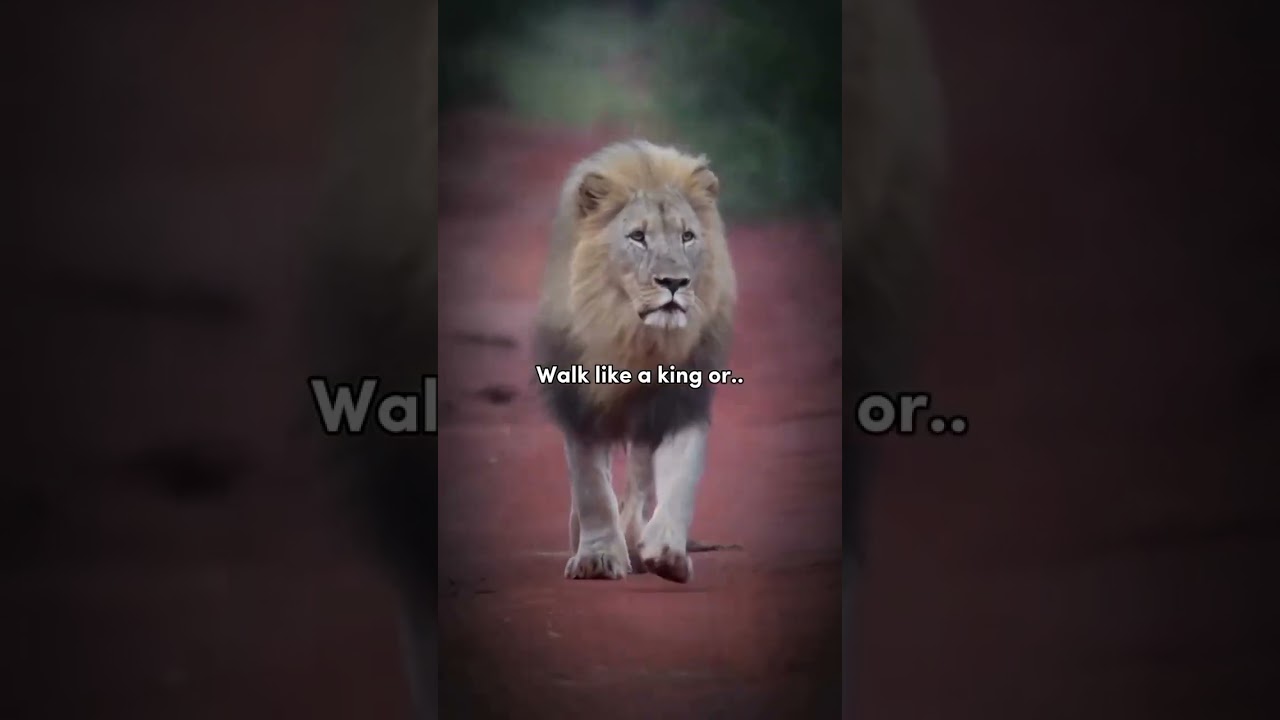 Walk Like a King or.. Walk Like You Don't Care Who is The King 