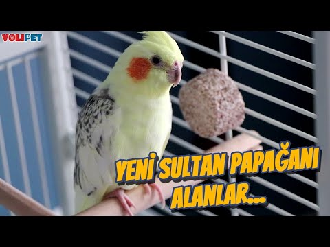 Sultan Papağanı Eve İlk Geldiğinde Yapılması Gerekenler (SULTAN PAPAĞANI SİZE HIZLI ALIŞACAK)