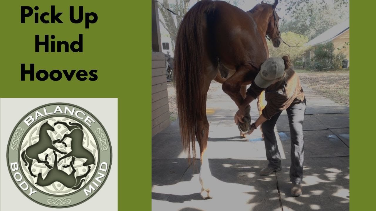 Horse Geeks Hacks Horses That Don't Like To Pick Up The Hind Hooves YouTube