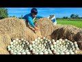 Wow unique -A small farmer picked a lot of duck eggs around the fields near his farm.