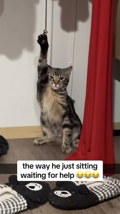 Bro kittyo like wait we made it