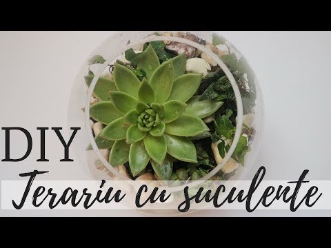 DIY | Terariu cu plante suculente