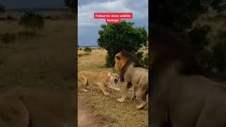 How NOT to wake up a Lioness 😂